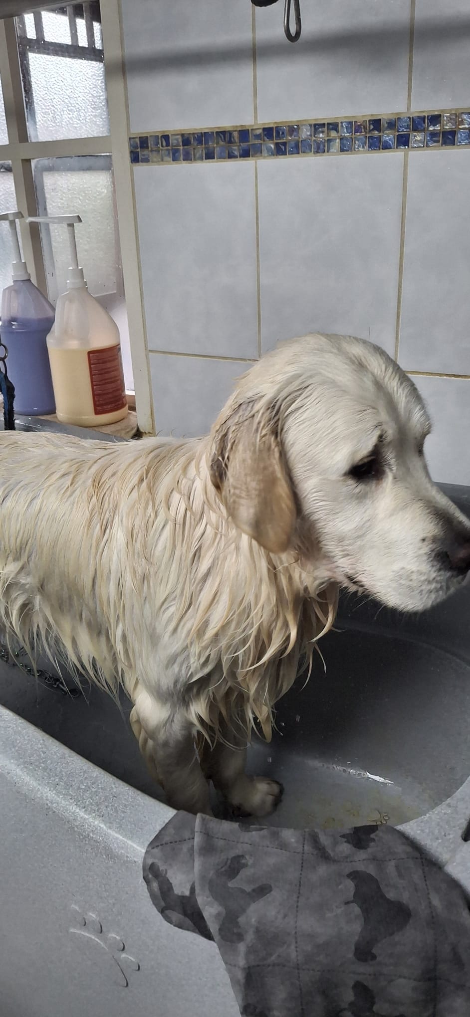 Golden Retriever portret 1