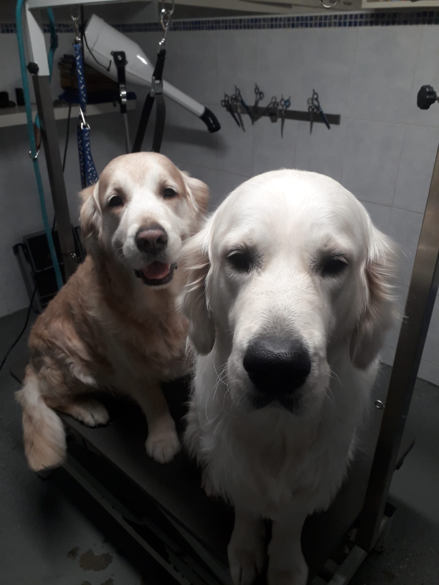 Golden Retriever portret 4