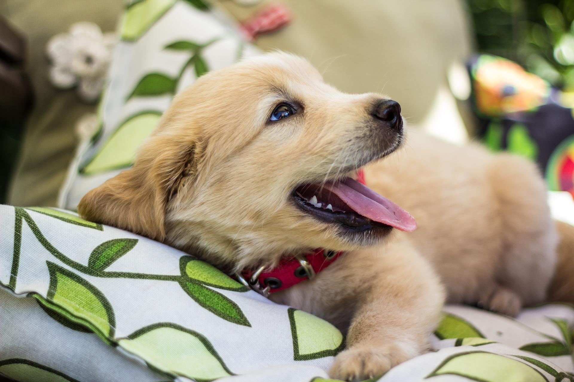 Golden Retriever portret 5
