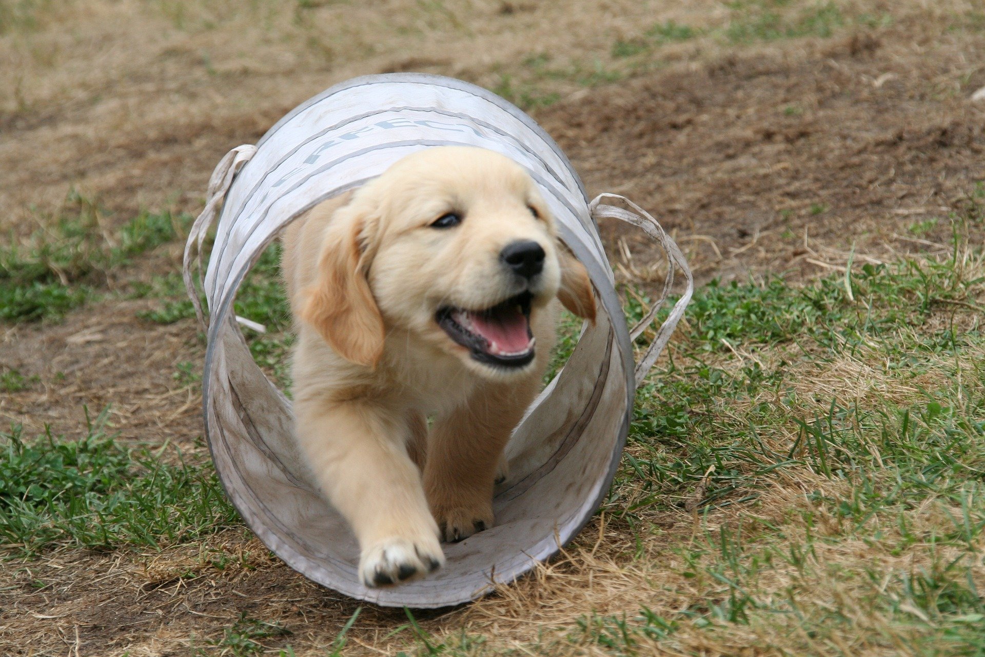 Golden Retriever portret 6