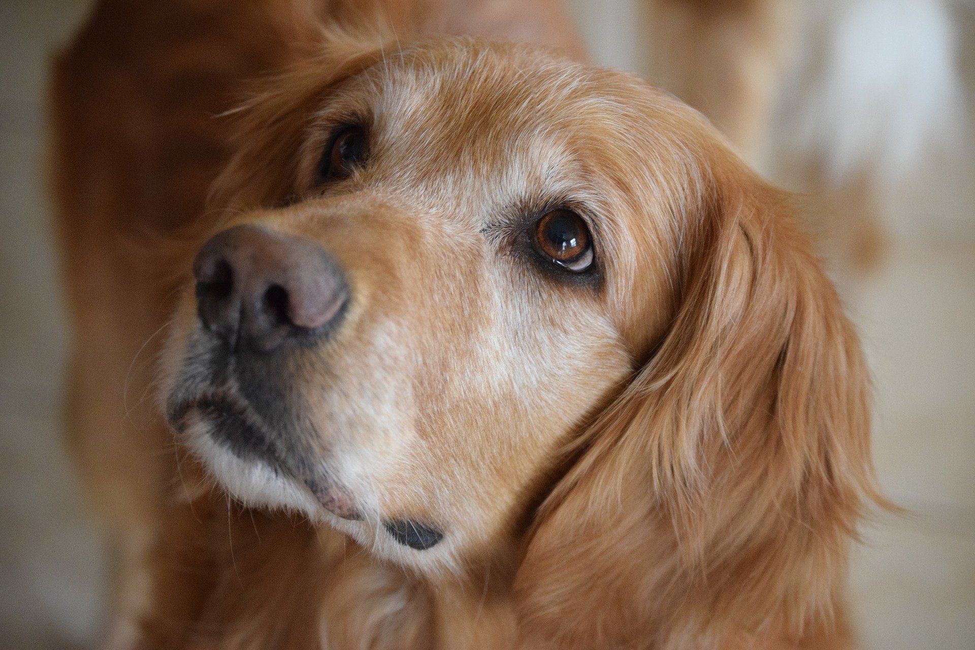 Golden Retriever portret 11